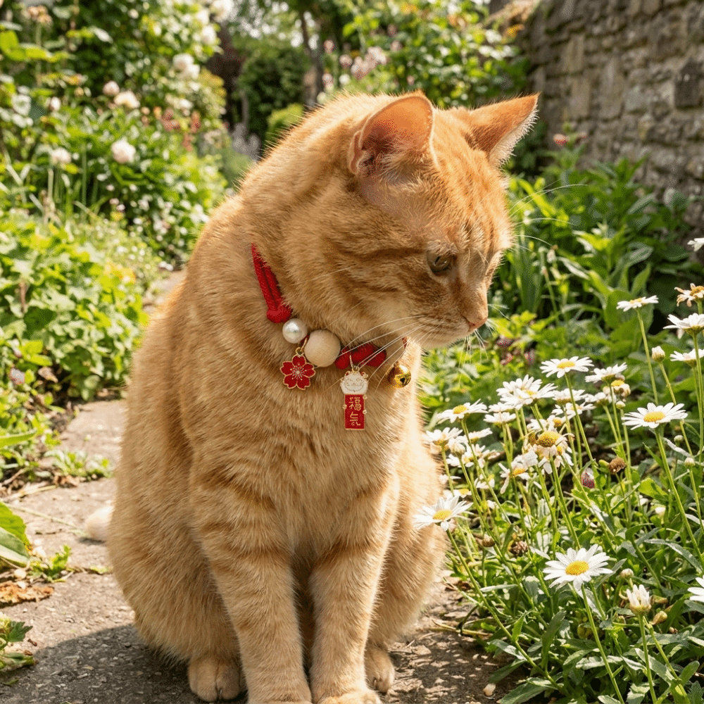 Fashion Adjustable Cat Flea Co - đánh giá và giá Ethnic Fashion Designers